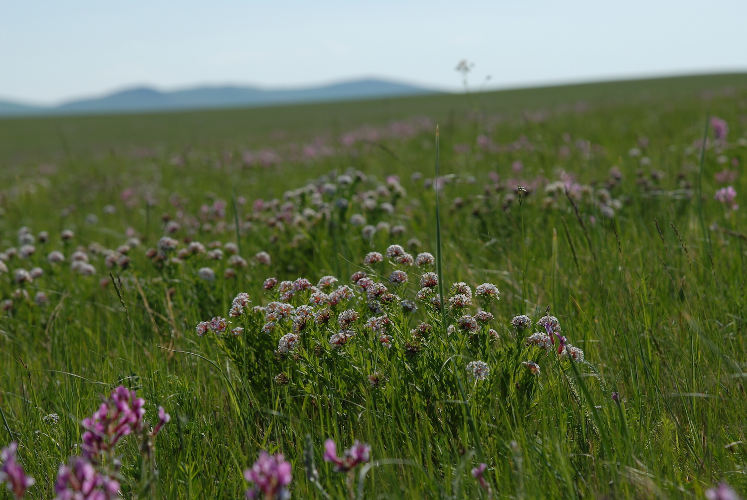 乌拉盖狼图腾拍摄地秋天去还行吗,乌拉盖狼图腾旅游