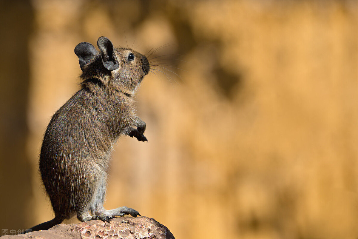 狗蹦子东北话,狗蹦子