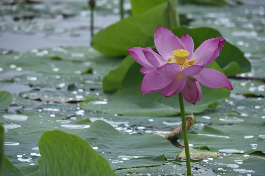 沈阳夏季赏荷旅游攻略,沈阳周边赏荷胜地