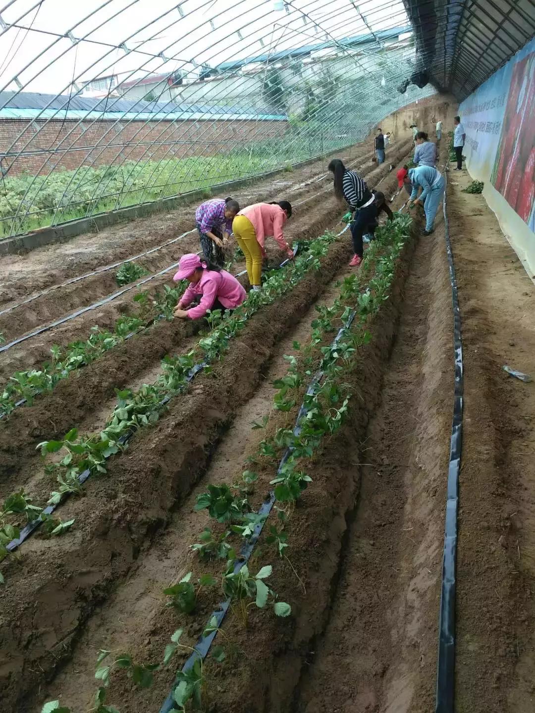 湘妹子的“花世界”——记黄陵县妇女创业能手张凤姣