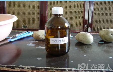 马铃薯组培苗栽培管理技术,马铃薯主要栽培技术