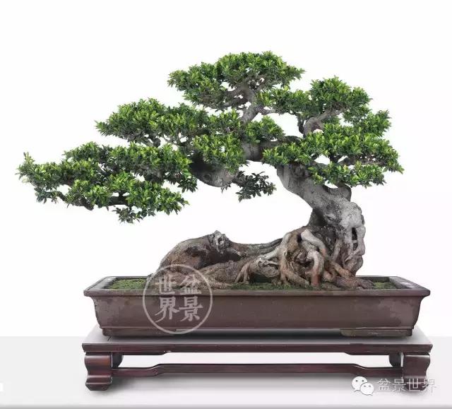 榕树罗汉松风水树,什么形状的榕树盆景好