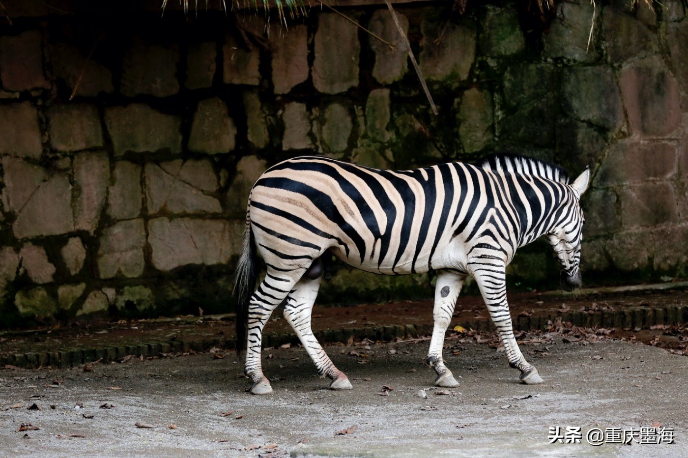 探寻九龙天棺,探索九龙游