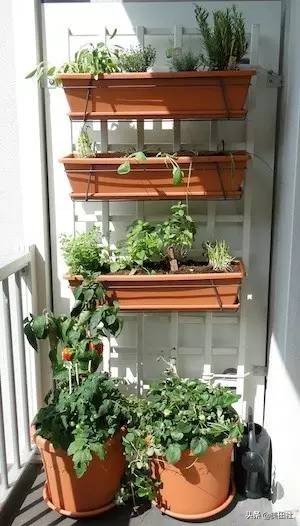 怎样在纸上种菜,纸上种菜的技术很简单