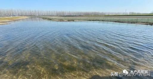 饲料乱象,饲料行业乱象