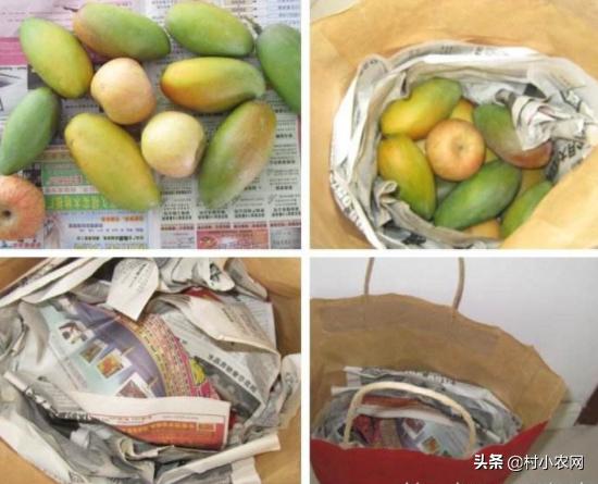 芒果采摘到成熟多少天,芒果怎样才能快速成熟