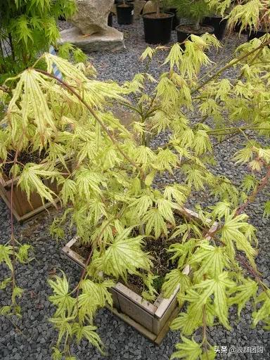 中式庭院藤类植物,枫树和紫藤