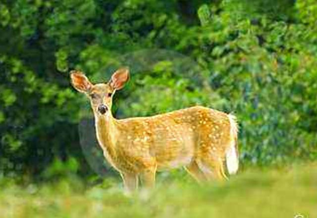 印度神学体系解说,印度的神学