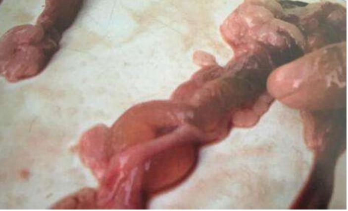 警惕|不可轻敌，罗非鱼肠炎病犯起病来死亡率达90%以上