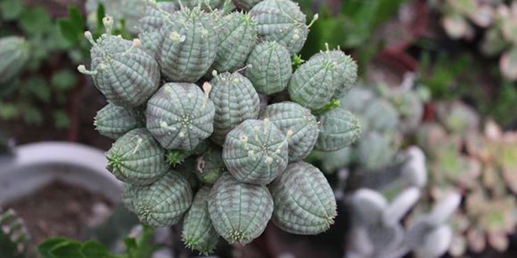 自然界嘴巴奇特的十种动物,十种奇特的自然界植物图片