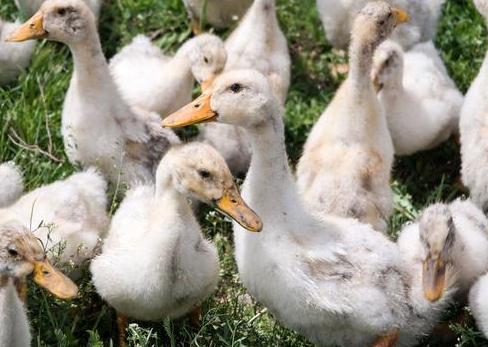 夏天养鹅高效技术,夏季养鹅小妙招热门