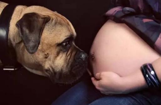 辟谣怀孕不能做的事,官方辟谣怀孕不能养狗