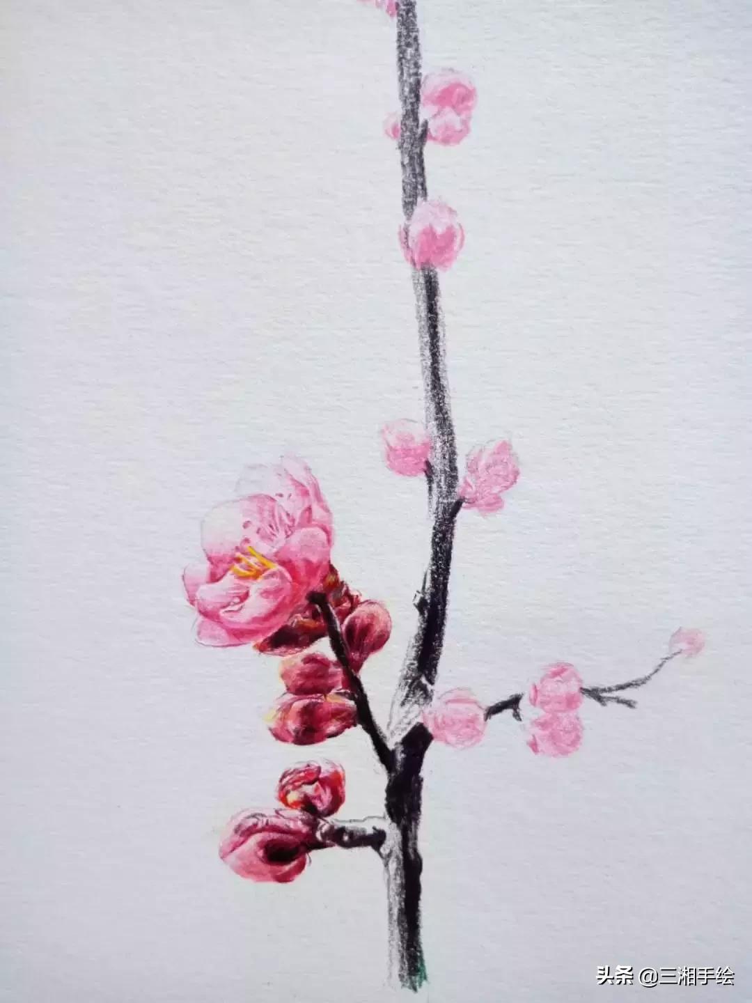 怎样用彩铅画梅花,梅花彩铅怎么画
