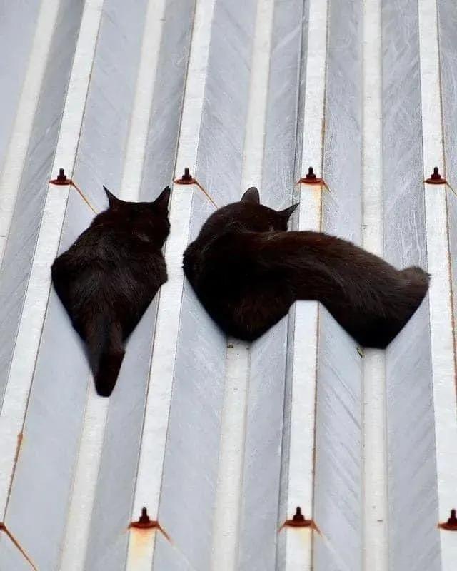 猫咪在地上蜷缩翻滚,猫咪在屋顶的视频