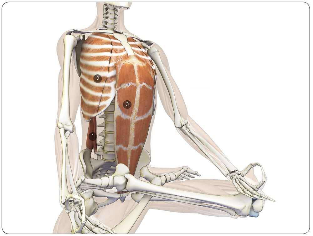 产后腹直肌分离科普视频,产后大肚子腹直肌分离如何恢复