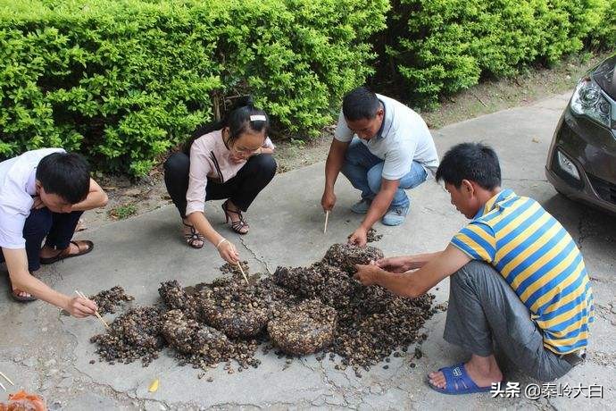 土豆有地蚕虫怎么治,土豆地里有土蚕怎么治