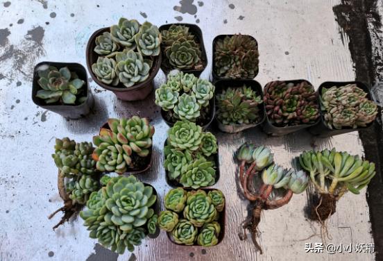 肉肉开箱专辑,肉肉开箱视频大全