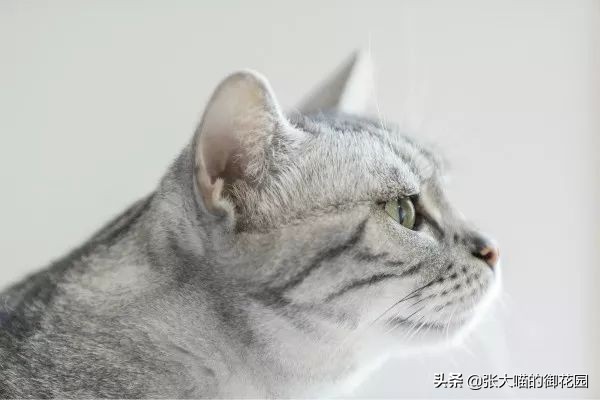 自动猫砂盆把猫卡死,自动猫砂盆把猫夹死了