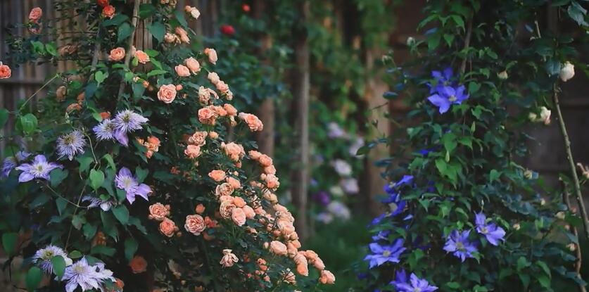 李子柒的院子都种的啥,李子柒推荐的三种花