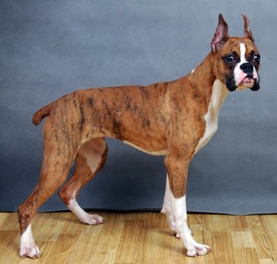 世上最罕见的狗品种图片,全世界狗品种视频