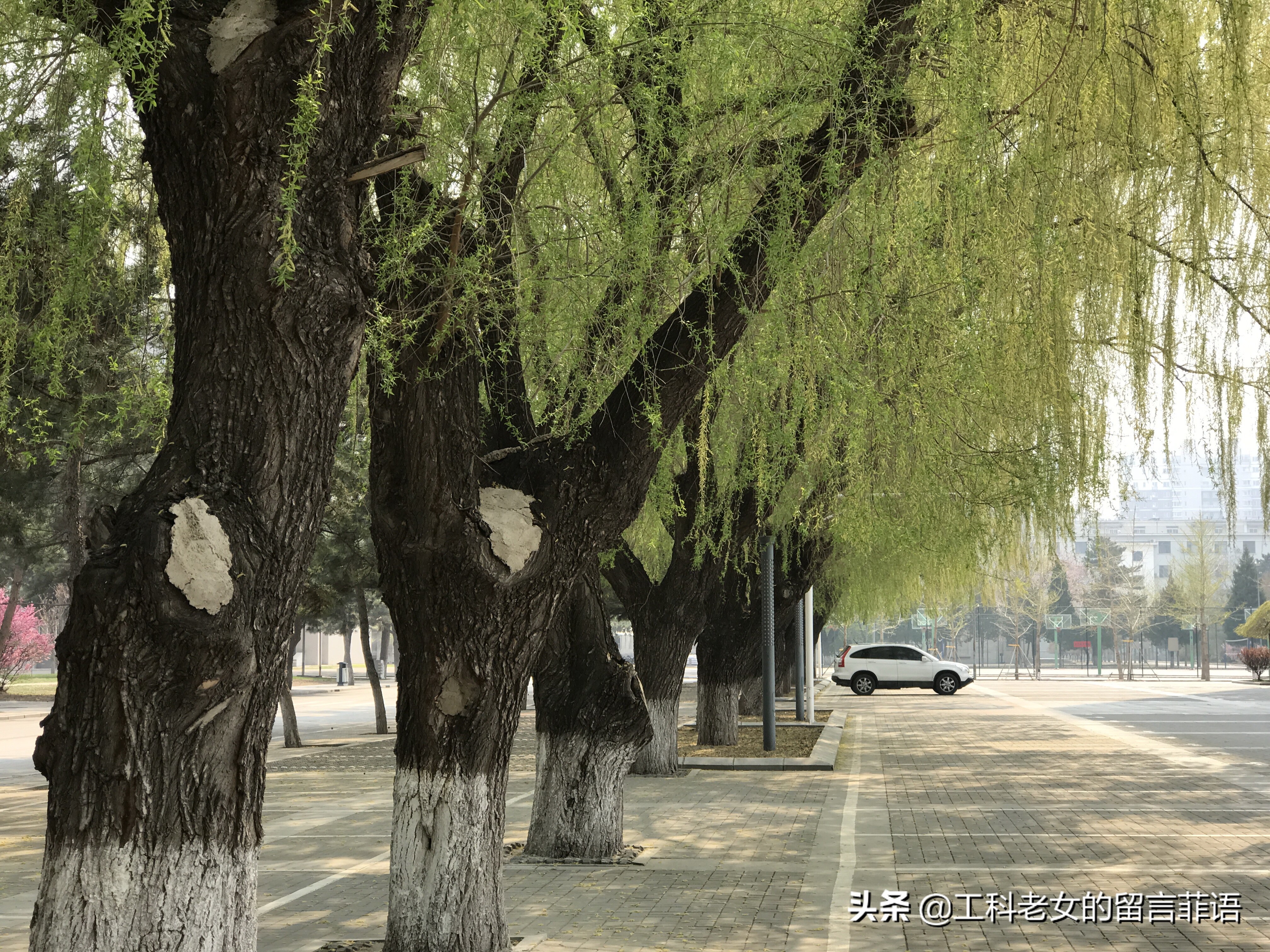 带你领略自然美,带你领略春天独有的浪漫