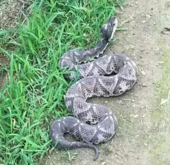 百步蛇的毒性有多可怕,百步蛇被咬症状