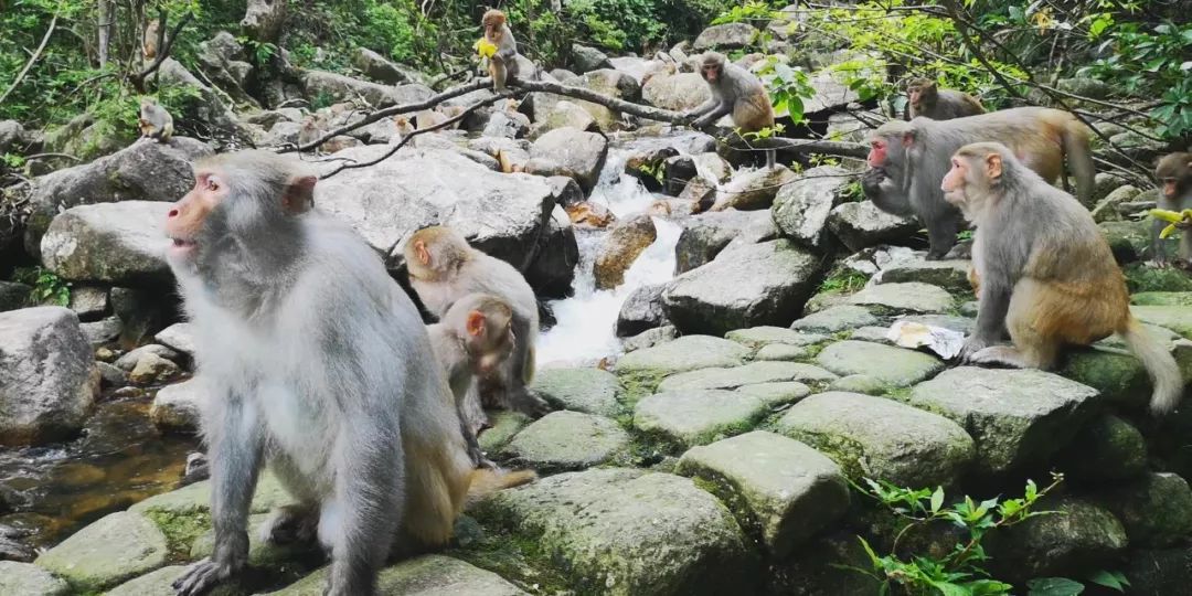 贺州姑婆山景区国家森林公园,贺州姑婆山森林公园路线