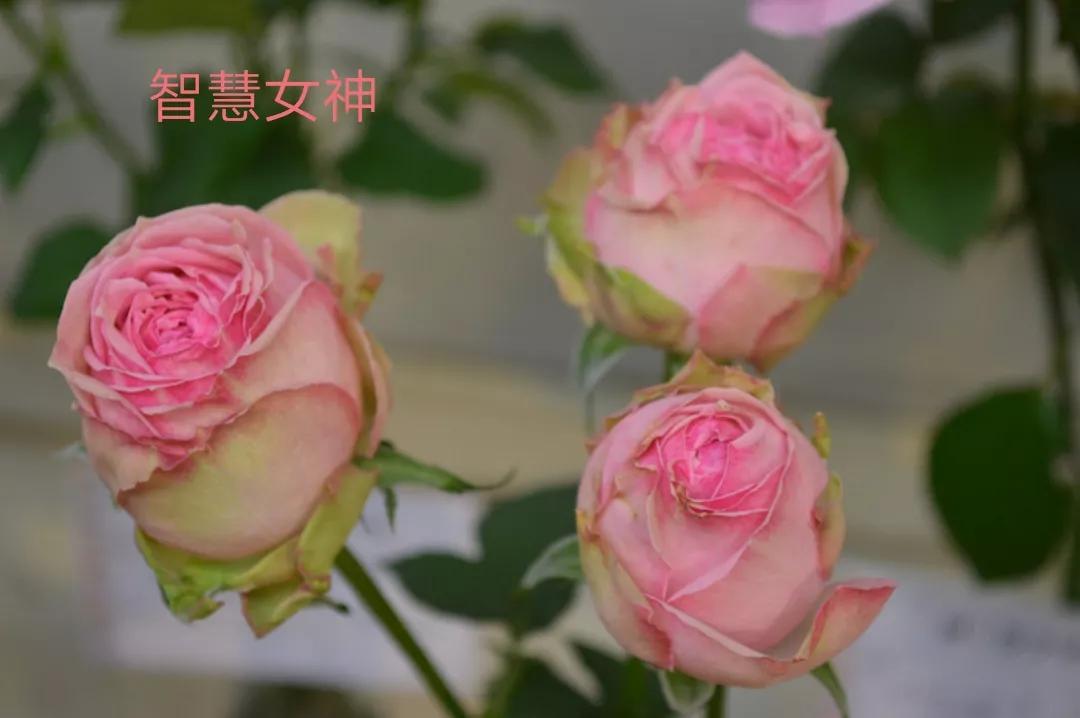 适合做切花的月季品种,十大公认最好切花月季