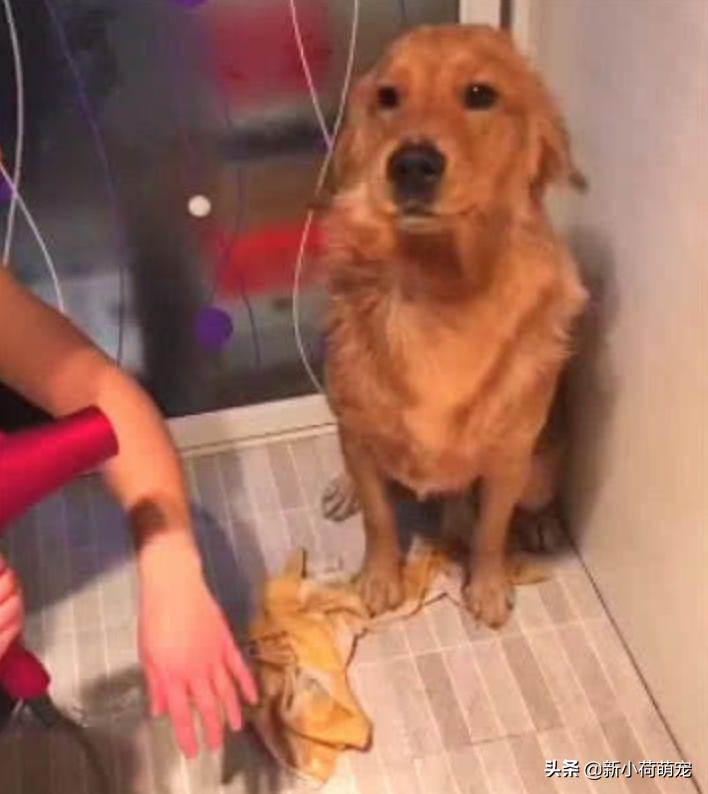 金毛不听话不能洗澡,金毛不配合主人拍视频