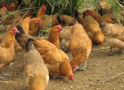 夏季防治鸡寄生虫病的方法,鸡蛔虫病是什么症状