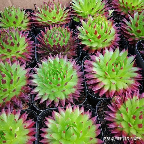 多肉观音爆崽方法,多肉观音莲爆籽怎么办