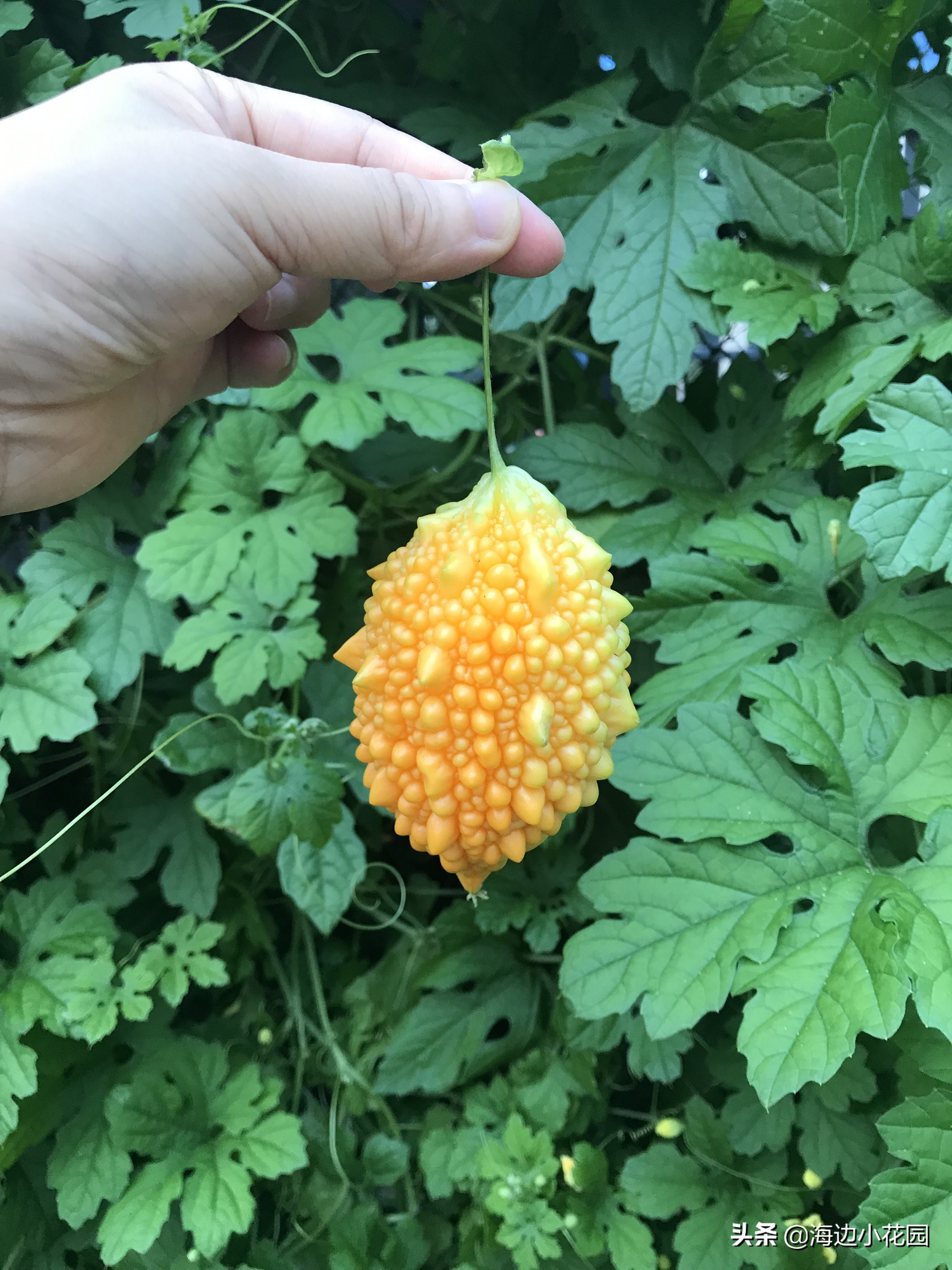夏天的幸福味道,夏天的味道幸福满满