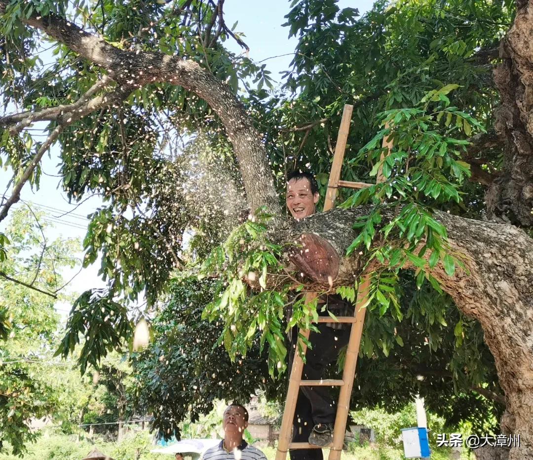 千年奇特龙眼树,山上老龙眼树