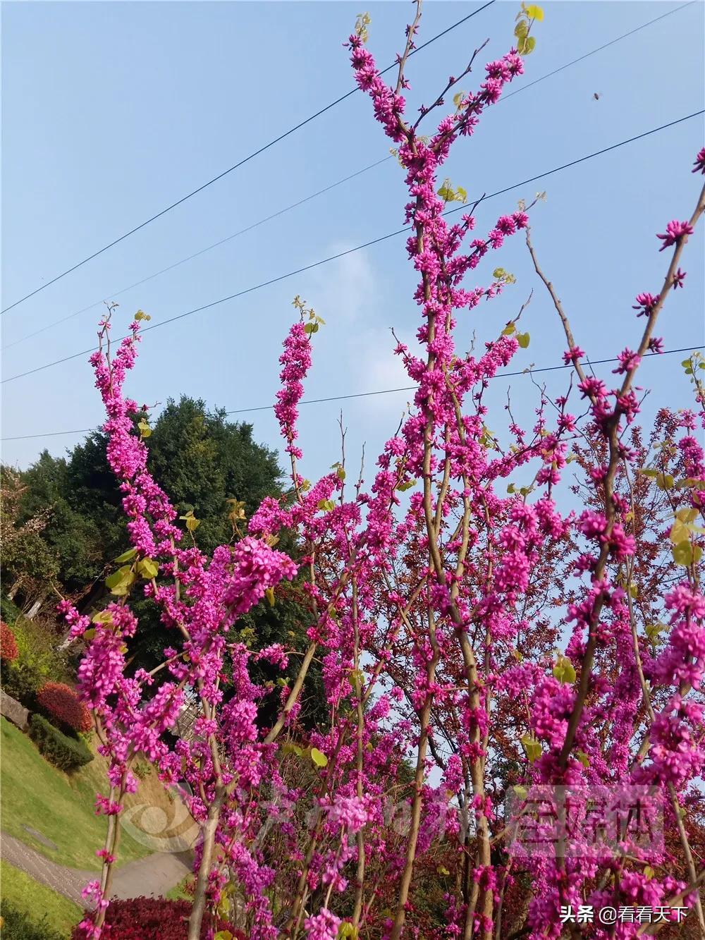 泸州四季花海开放了吗现在,泸州3月赏花胜地心花怒放在哪