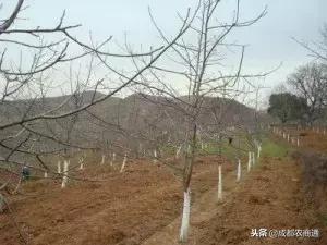 核桃树在冬季怎样管理,核桃树修剪最佳时间是冬季