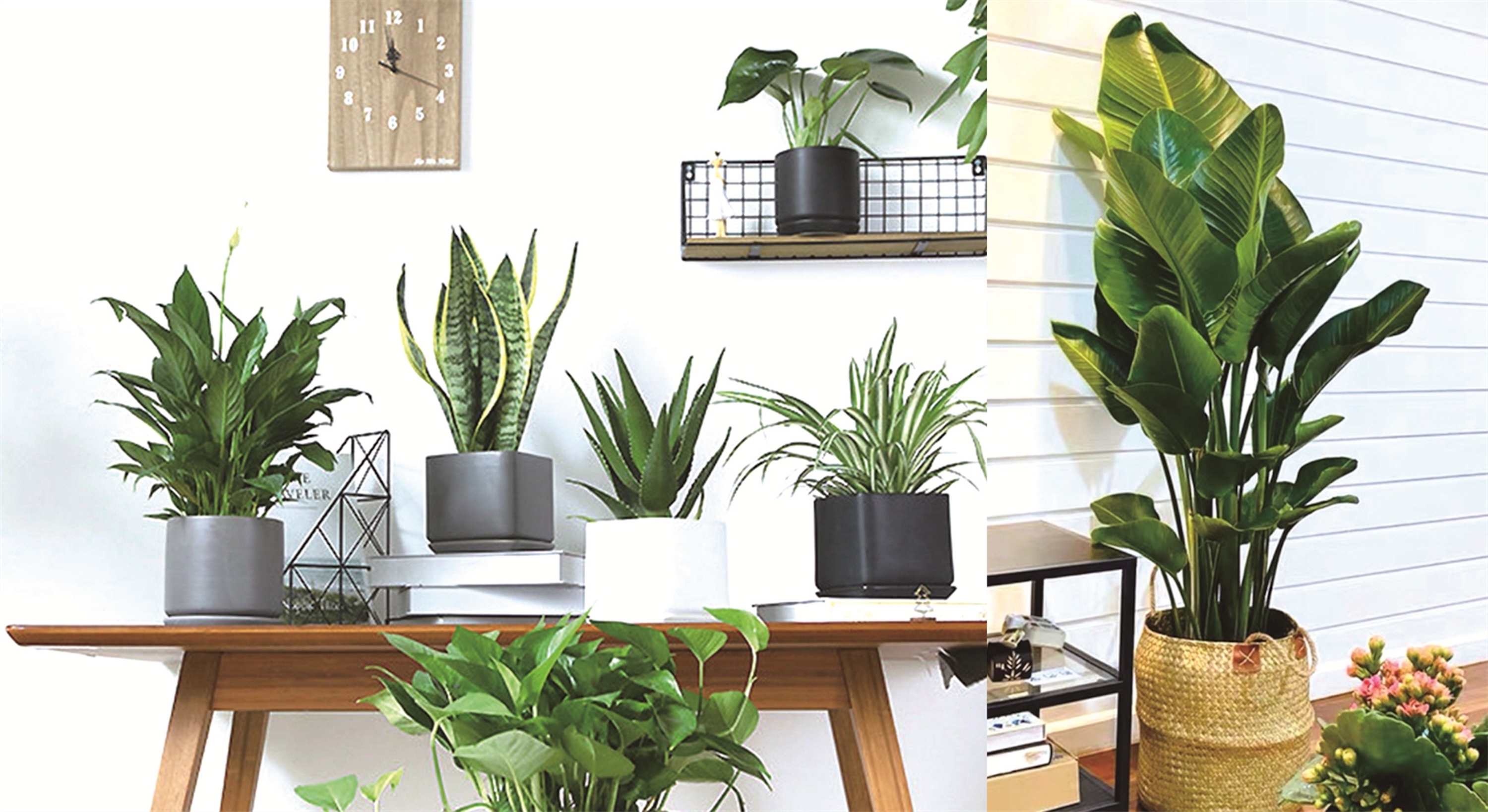 室内设计师常用软装绿植,软装师最爱的绿植