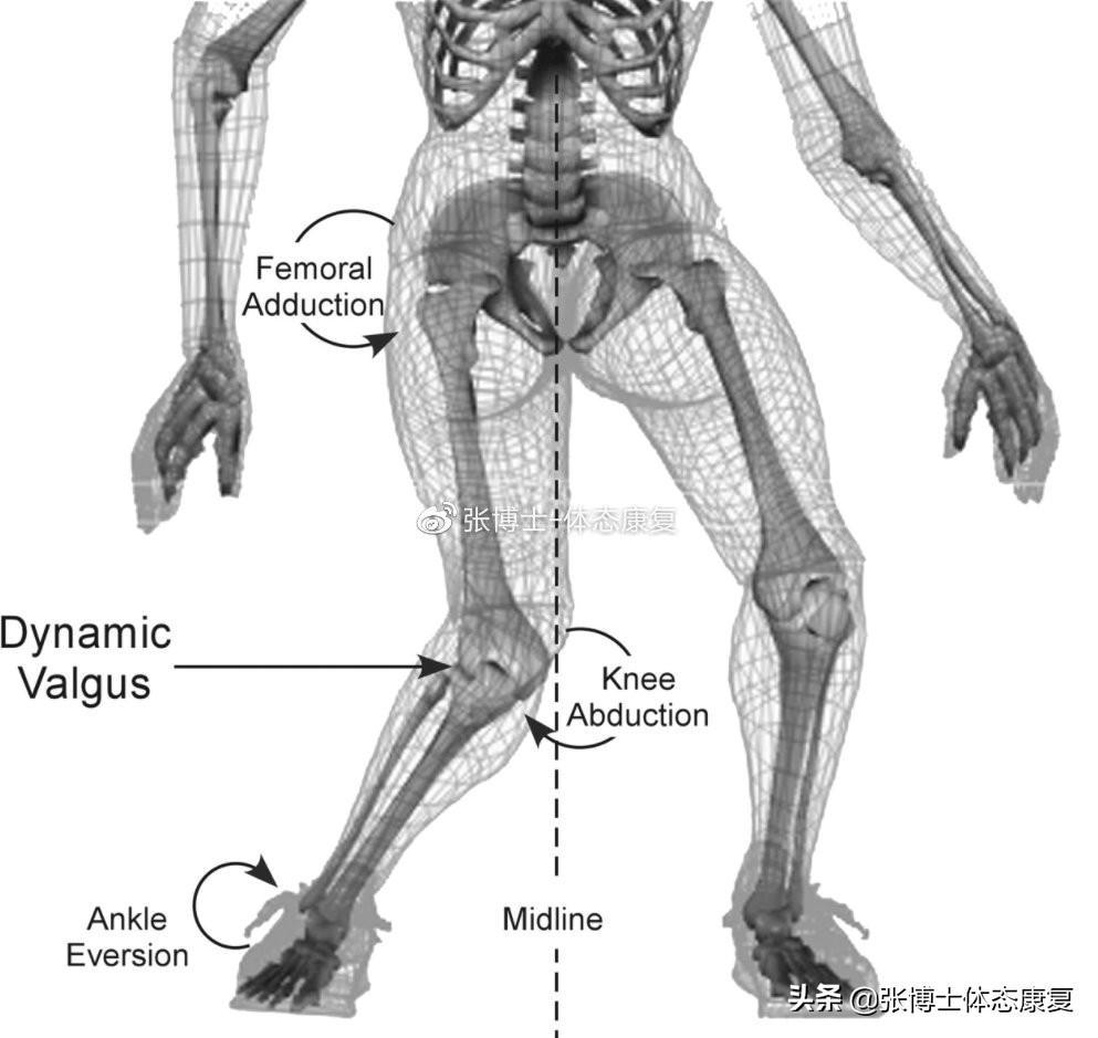 「功能训练」人体额状面稳定性与侧向子系统的关系