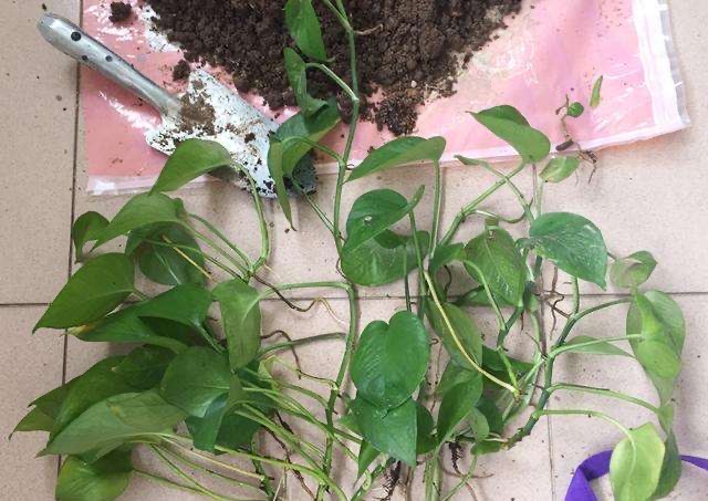 绿萝突然变黑,绿萝冬季注意这6点告别黄叶烂根