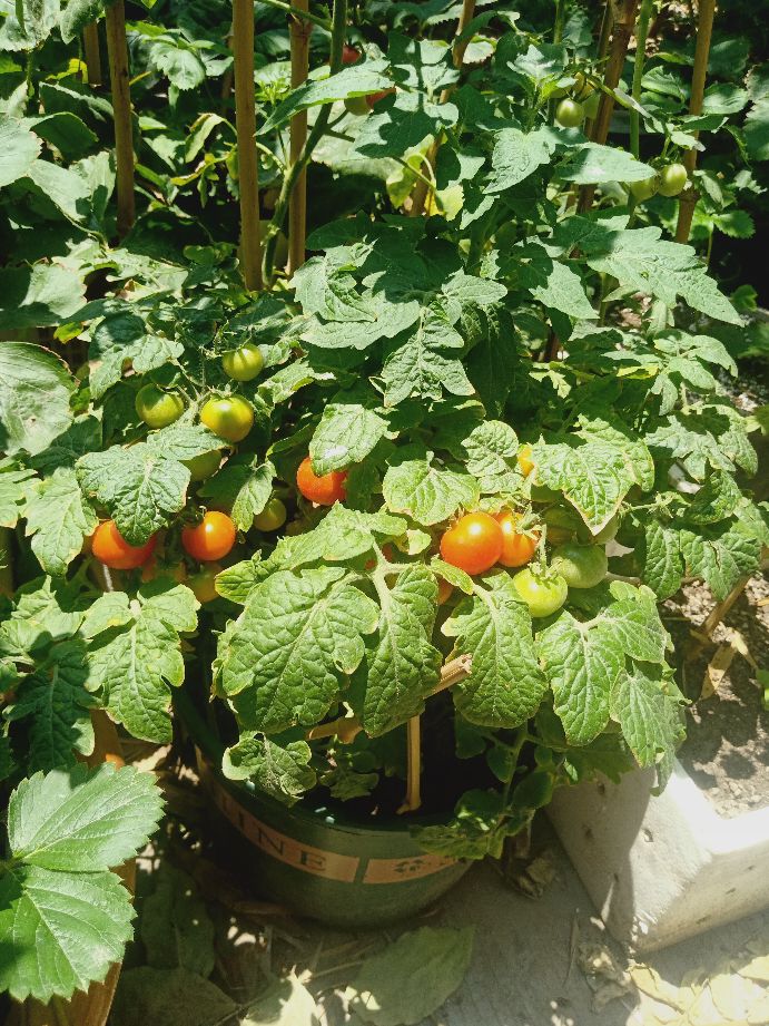 樱桃番茄最好的颜色,樱桃番茄挑选