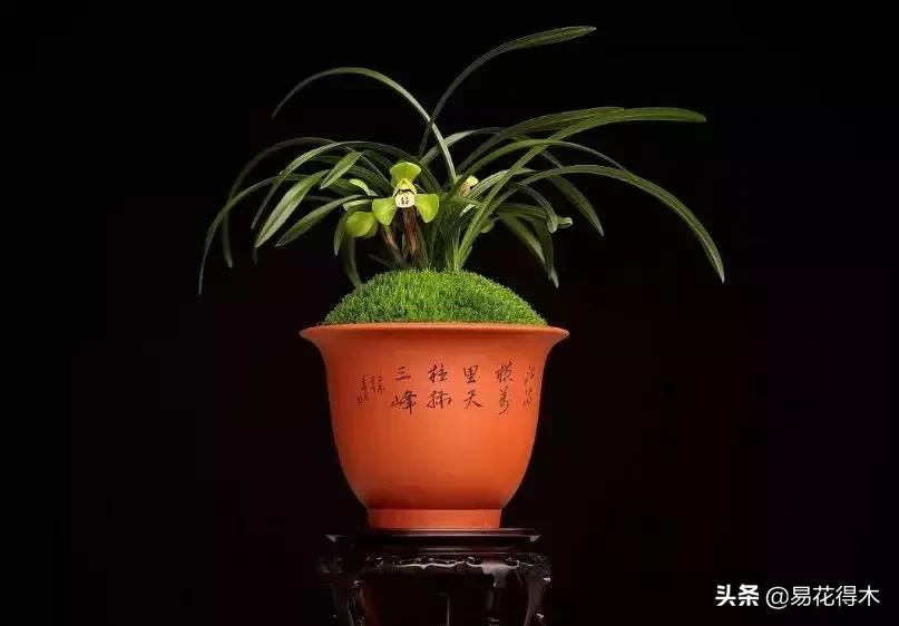 春兰大富贵春剑大富贵区别,春兰大富贵vs春剑大富贵