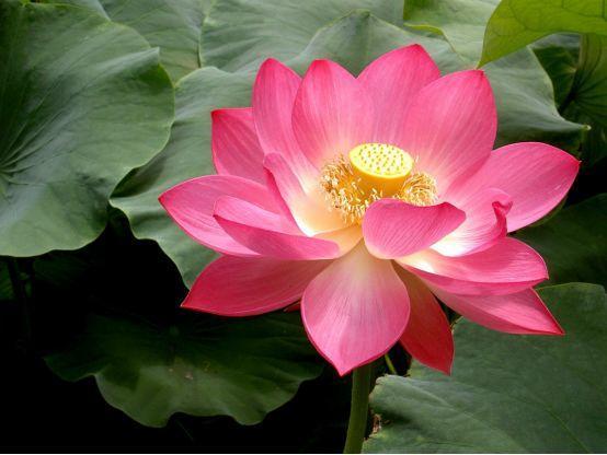 看过才明白为什么牡丹是国花,为什么有人说中国国花是牡丹