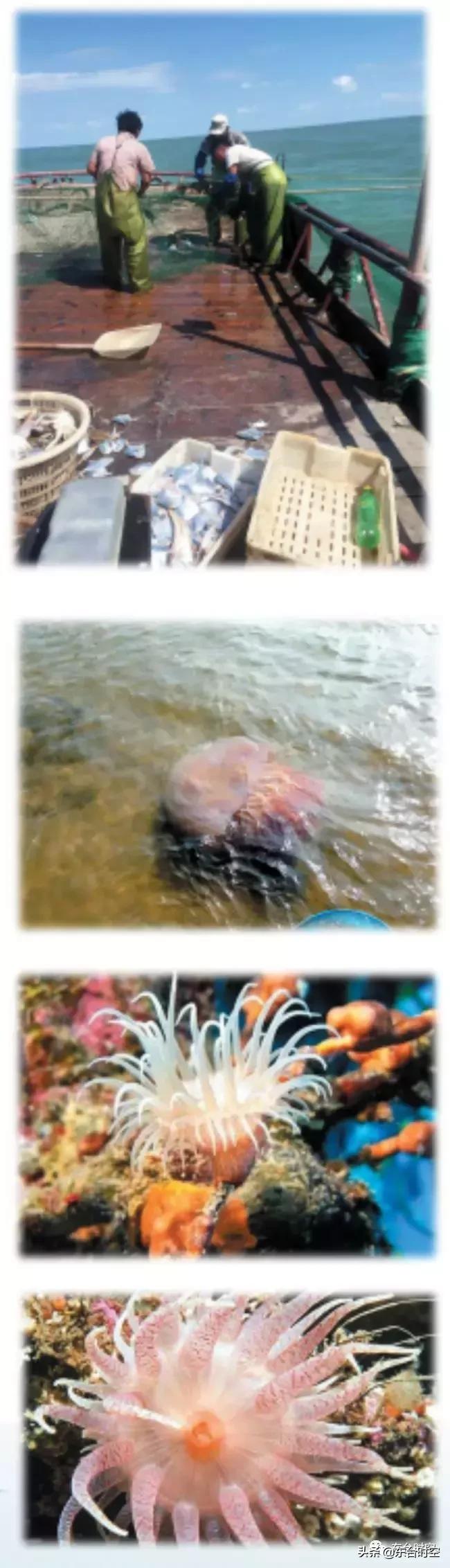 盐城东台海景,东台的海好看么