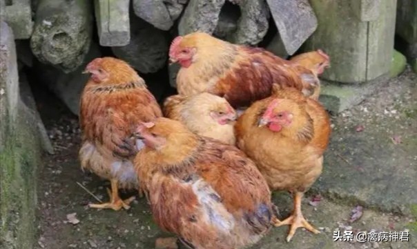 鸡甩头咳嗽是什么原因,鸡甩头咳嗽呼噜怎么治