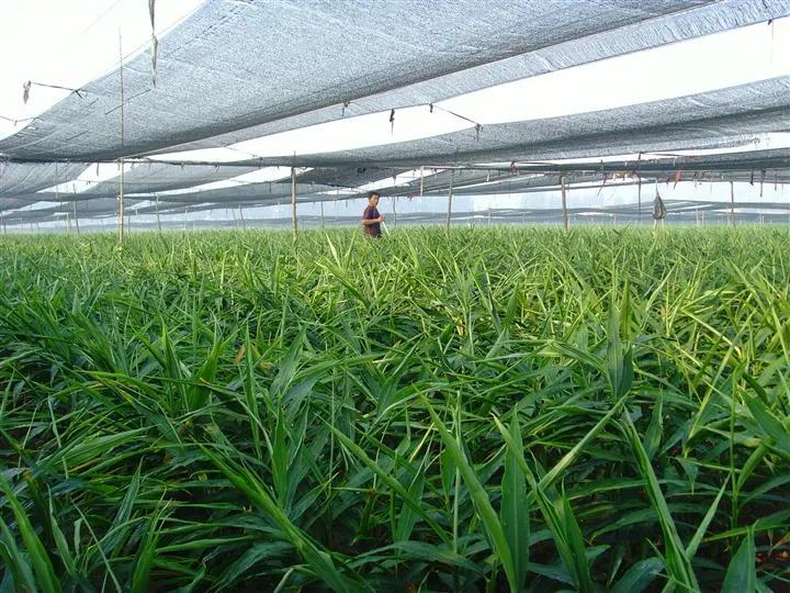 夏天韭菜发黄打什么药,韭菜容易黄有什么办法弄