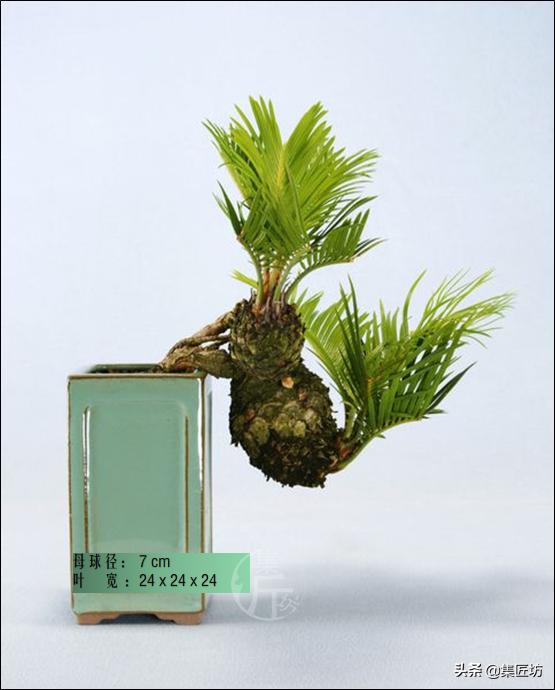 铁树盆景秋天怎么养护,铁树盆景的养护方法