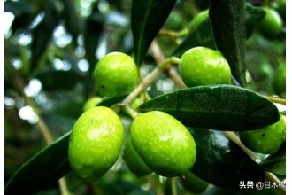 童年野果子,儿时的野果子总让人回味无穷