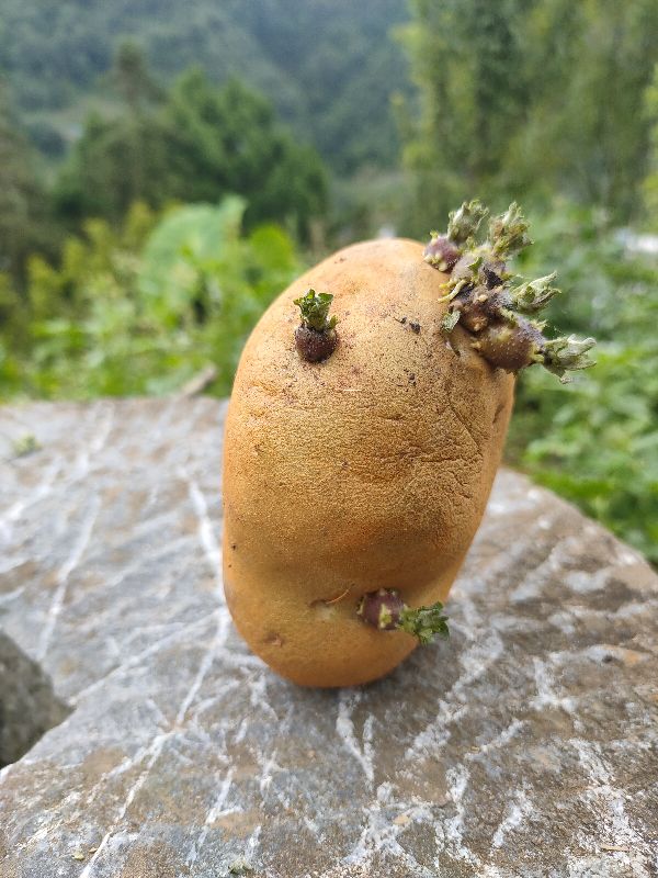 肛周脓肿中医,肛周脓肿发烧