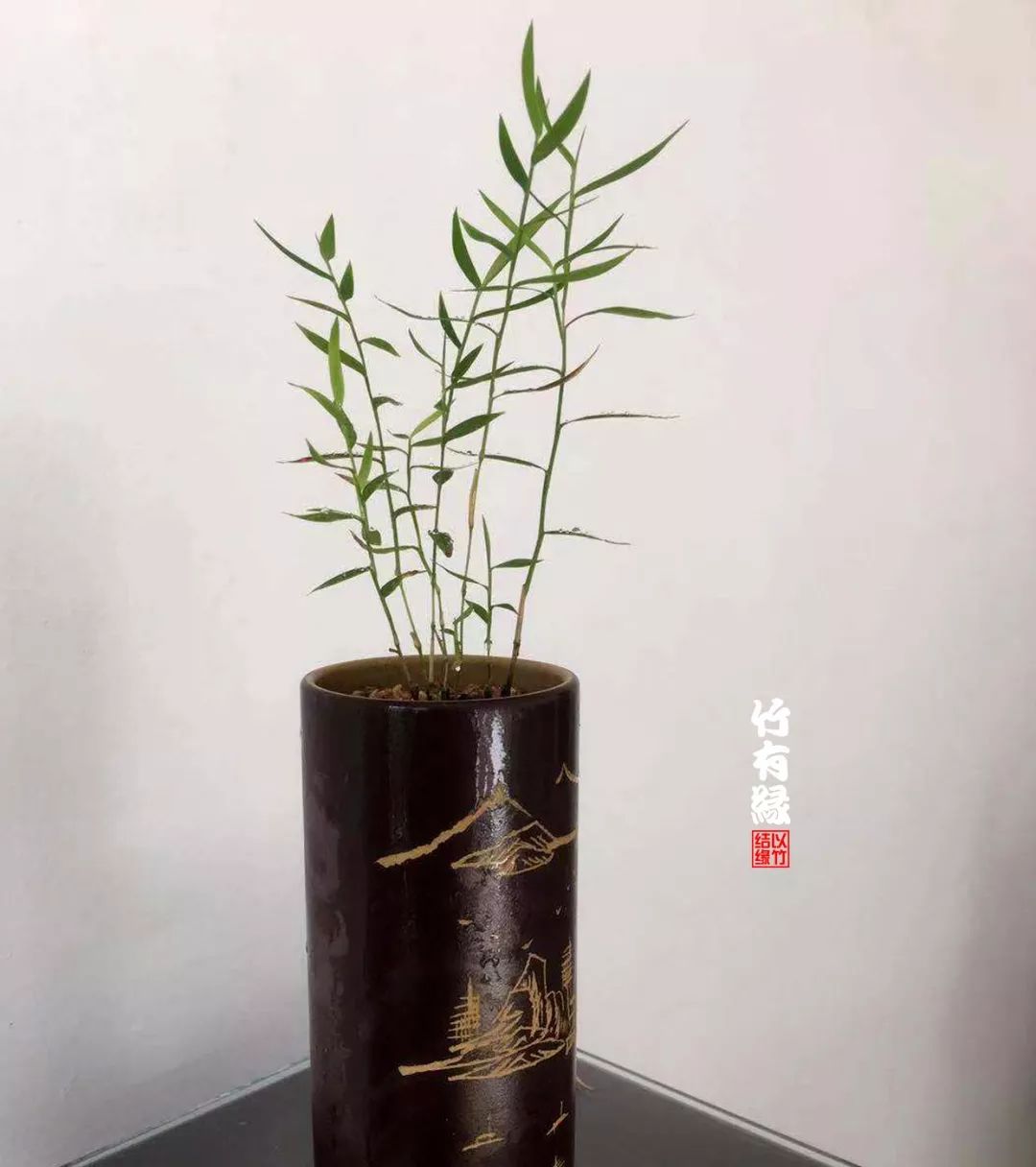 《竹子浇水宝典》竹子浇水是门大学问！