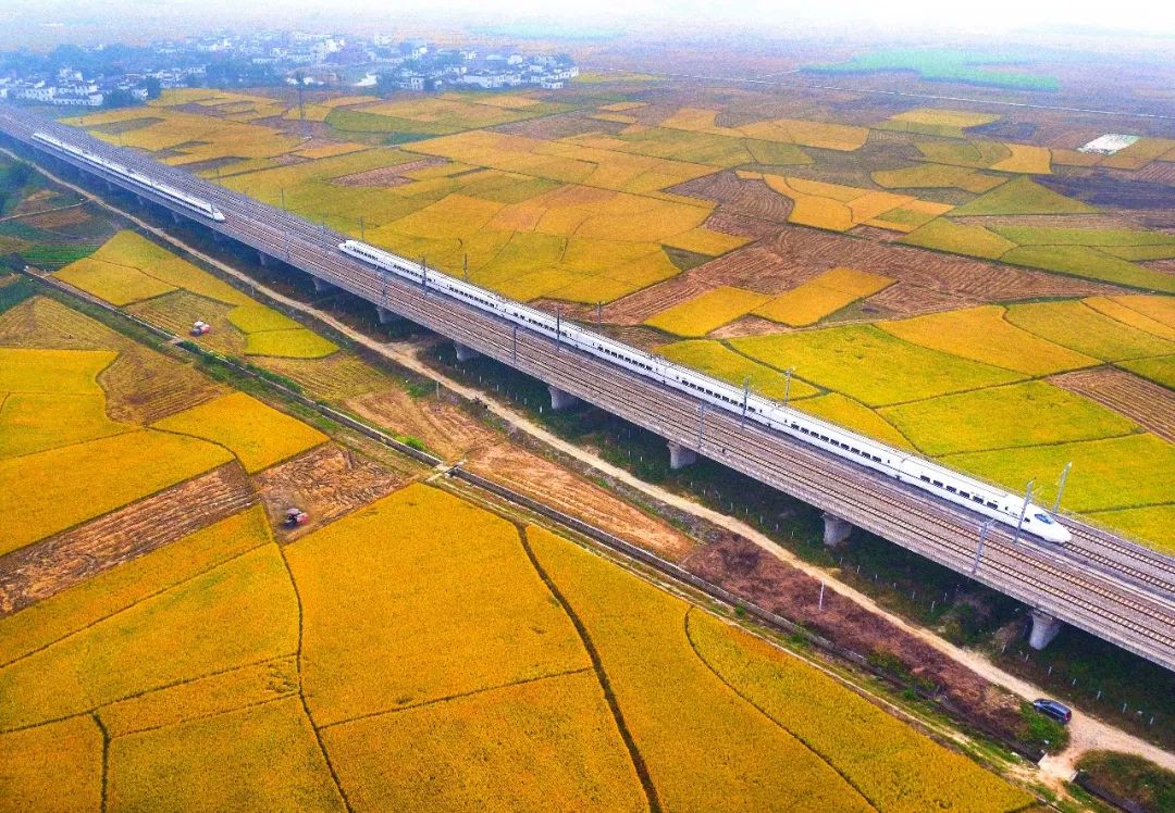 广西哪个地方的大米最好吃,广西十大优质米排名