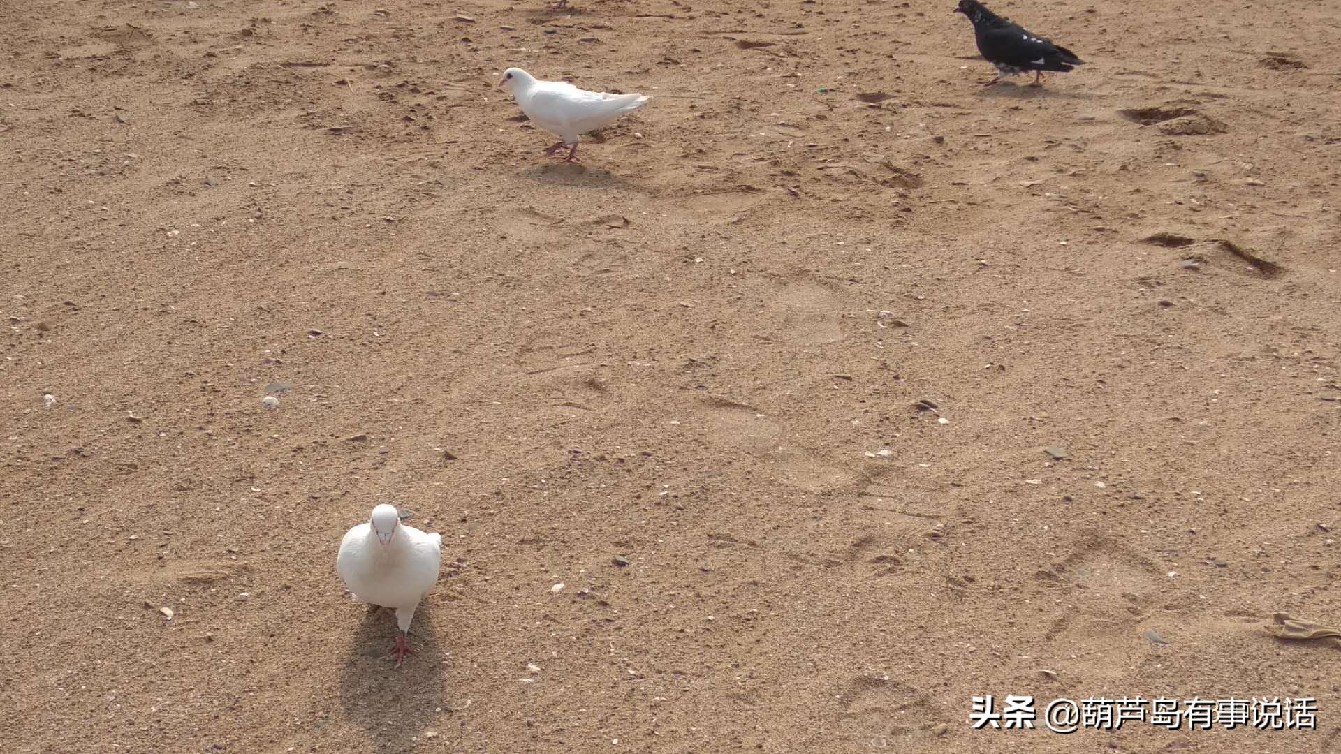 葫芦岛海滩和龙湾海滨,葫芦岛龙湾海滨风景区夜景
